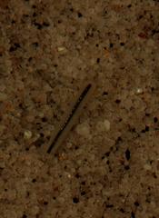 Spelaeogriphus lepidops