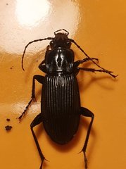 Pterostichus niger