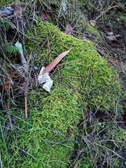 Acrocladium chlamydophyllum