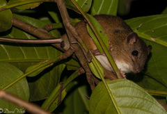 Melomys capensis