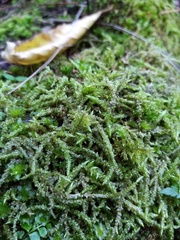 Acrocladium chlamydophyllum