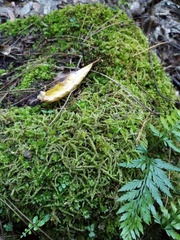 Acrocladium chlamydophyllum