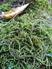 Acrocladium chlamydophyllum