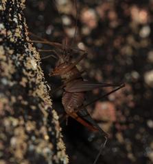 Spelaeiacris tabulae