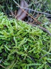 Acrocladium chlamydophyllum