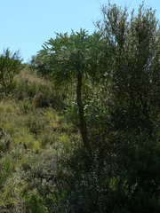 Cussonia paniculata sinuata