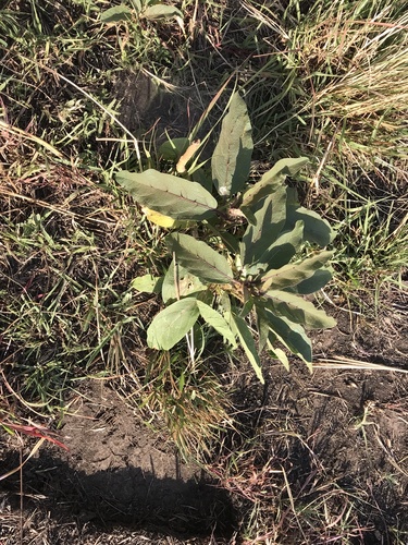 Solanum campylacanthum image