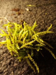 Acrocladium chlamydophyllum