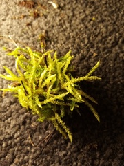 Acrocladium chlamydophyllum