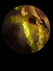 Acrocladium chlamydophyllum