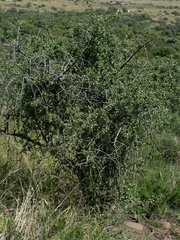 Ehretia rigida nervifolia