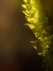 Acrocladium chlamydophyllum