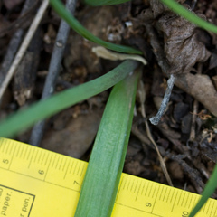 Allium unifolium