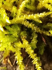 Acrocladium chlamydophyllum