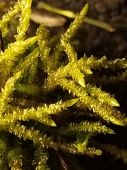 Acrocladium chlamydophyllum