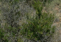 Searsia ciliata