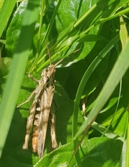 Chorthippus brunneus