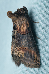 Abrostola tripartita