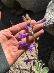 Penstemon papillatus