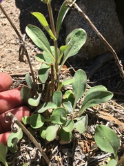 Penstemon papillatus
