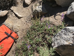 Penstemon papillatus