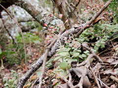 Crassula cordata