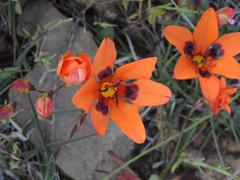 Tritonia deusta deusta