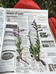 Penstemon papillatus