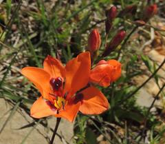 Tritonia deusta deusta