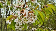 Prunus avium