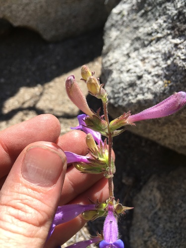Image of Penstemon papillatus by (c) Martin Purdy, some rights reserved (CC BY)
