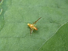Strauzia longipennis