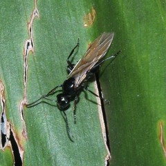 Polyrhachis pilosa