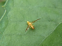 Strauzia longipennis