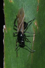 Polyrhachis pilosa