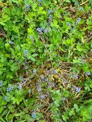 Myosotis ramosissima