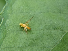 Strauzia longipennis