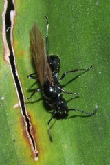 Polyrhachis pilosa