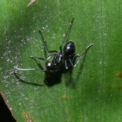 Polyrhachis pilosa