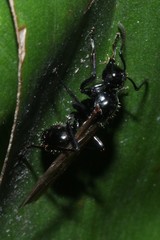 Polyrhachis pilosa