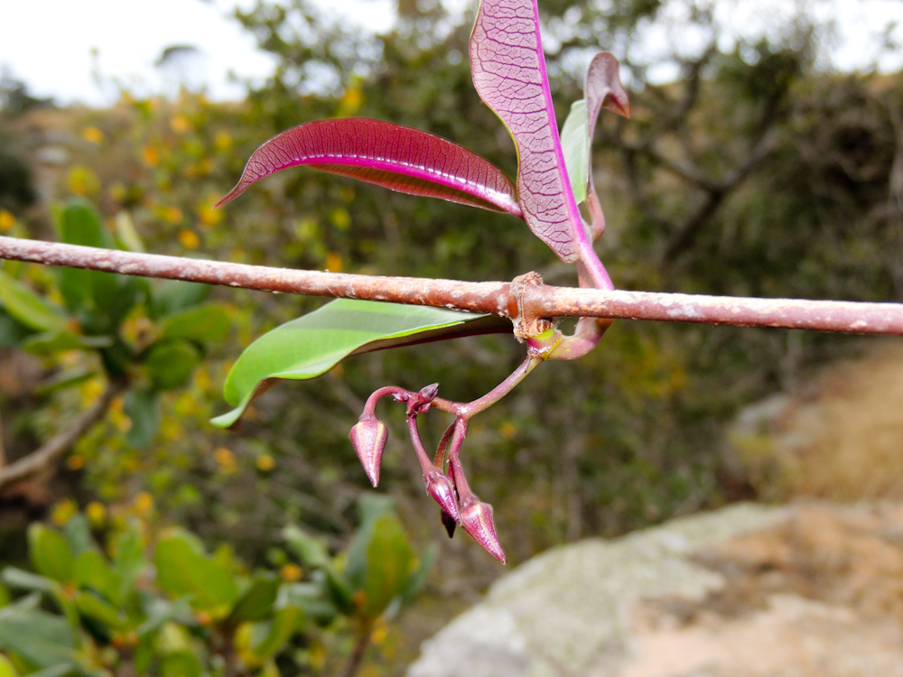 Propeller Vine