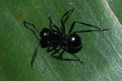Polyrhachis pilosa