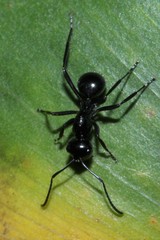 Polyrhachis pilosa