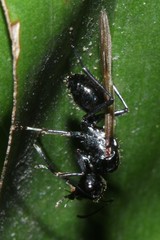 Polyrhachis pilosa