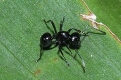 Polyrhachis pilosa