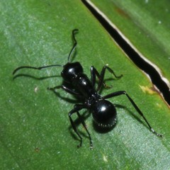 Polyrhachis pilosa