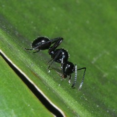 Polyrhachis pilosa