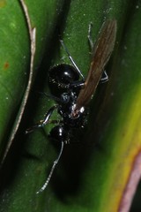 Polyrhachis pilosa