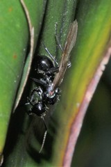 Polyrhachis pilosa