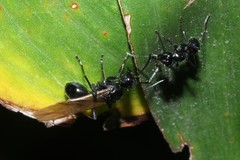Polyrhachis pilosa